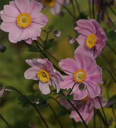 Filzige Garten-Herbst-Anemone 'Serenade'