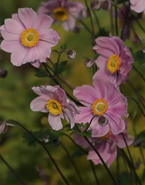 Filzige Garten-Herbst-Anemone 'Serenade'