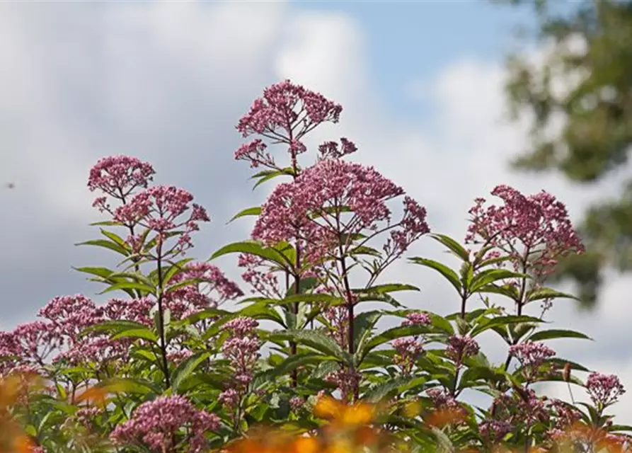 Eupatorium fistulosum 'Atropurpur.', gen.