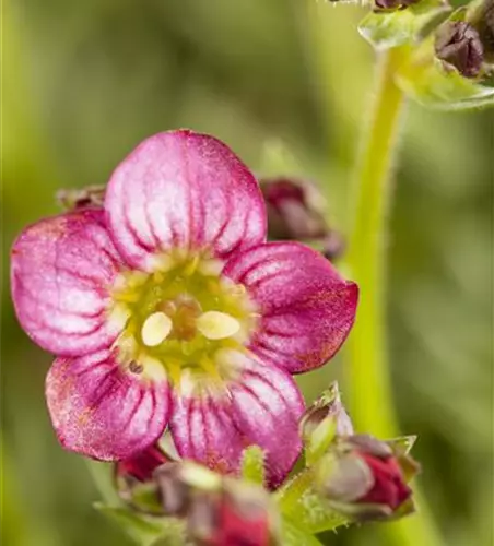 Garten-Moos-Steinbrech 'Rosenzwerg'