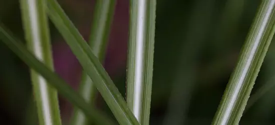 Garten-Chinaschilf 'Federweißer'