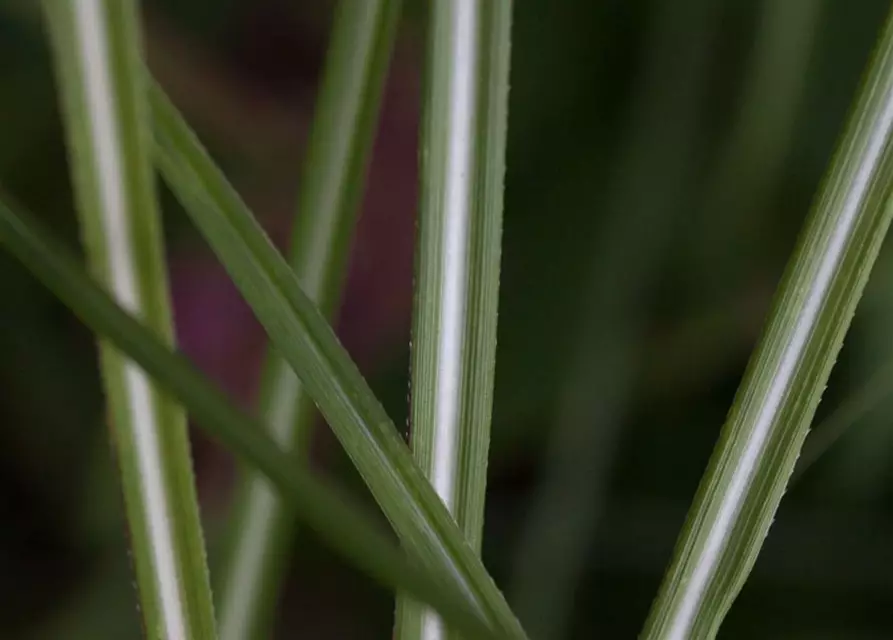 Garten-Chinaschilf 'Federweißer'