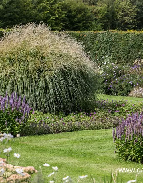 Garten-Chinaschilf 'Federweißer'