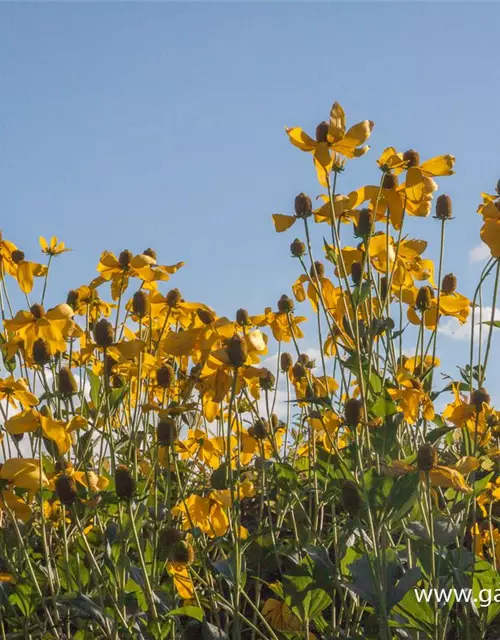 Garten-Fallschirm-Sonnenhut 'Herbstsonne'