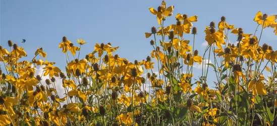 Garten-Fallschirm-Sonnenhut 'Herbstsonne'