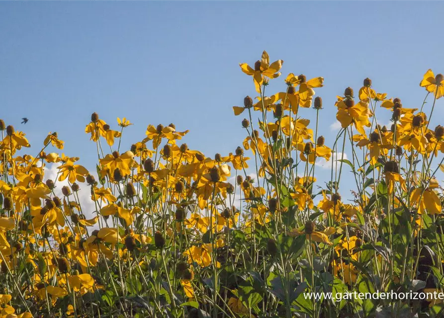 Garten-Fallschirm-Sonnenhut 'Herbstsonne'