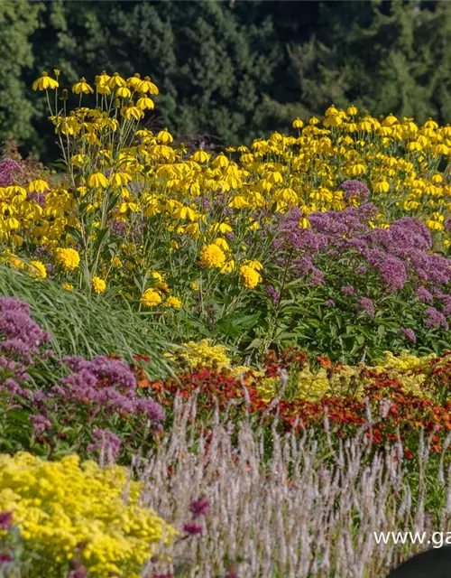 Garten-Fallschirm-Sonnenhut 'Herbstsonne'