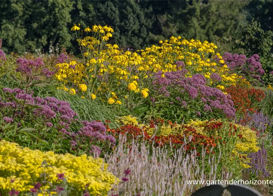 Garten-Fallschirm-Sonnenhut 'Herbstsonne'