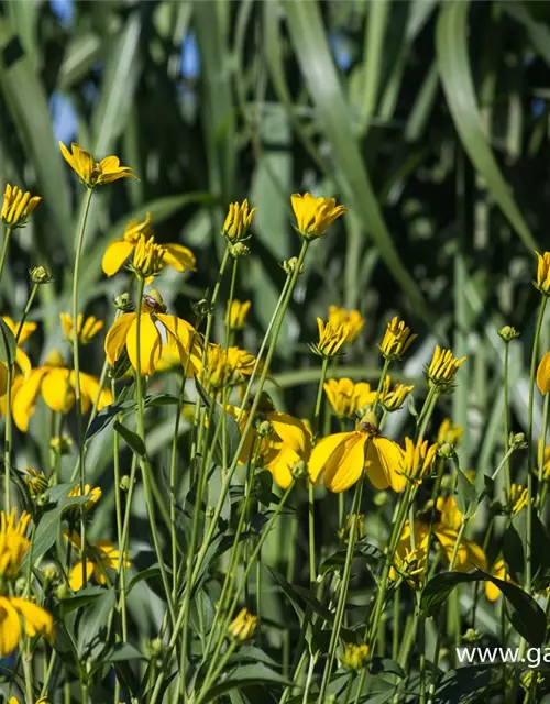 Garten-Fallschirm-Sonnenhut 'Herbstsonne'