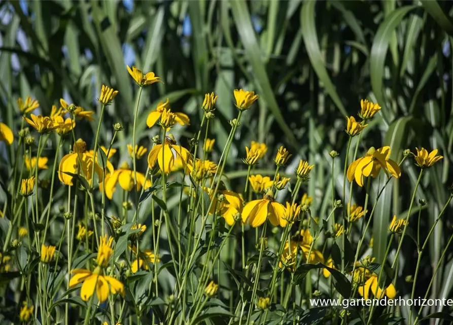 Garten-Fallschirm-Sonnenhut 'Herbstsonne'