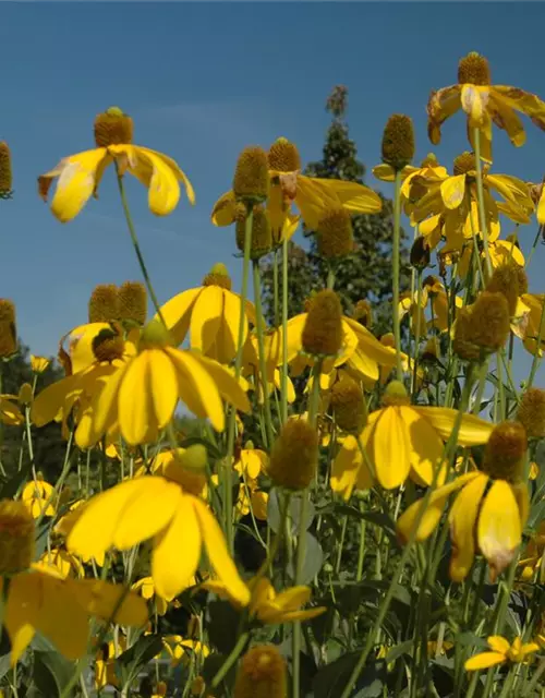 Garten-Fallschirm-Sonnenhut 'Herbstsonne'