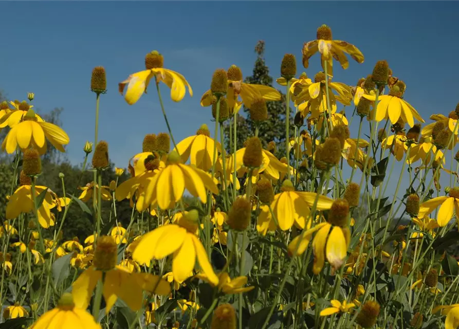 Garten-Fallschirm-Sonnenhut 'Herbstsonne'