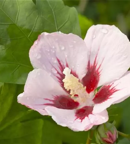 Garteneibisch 'Hamabo'