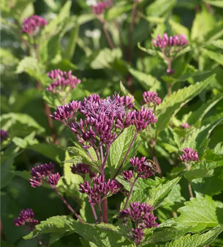 Großer Garten-Wasserdost 'Red Dwarf'