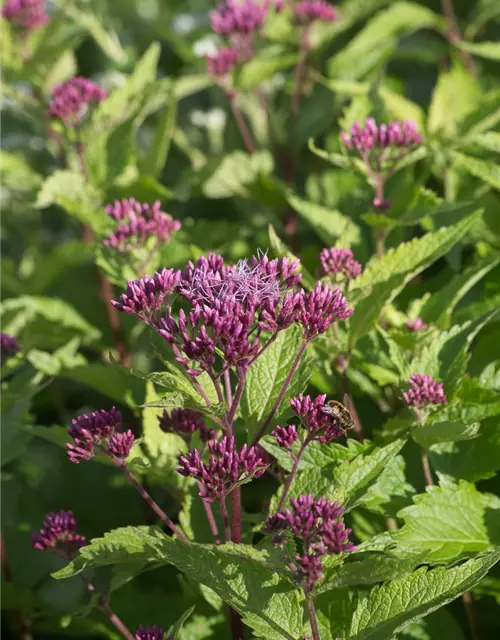 Großer Garten-Wasserdost 'Red Dwarf'