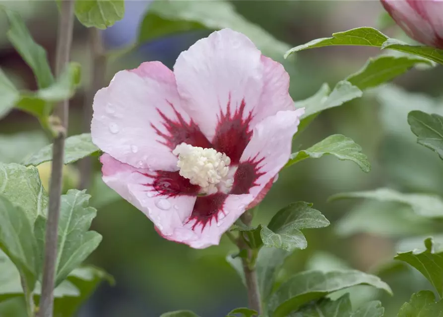 Garteneibisch 'Hamabo'