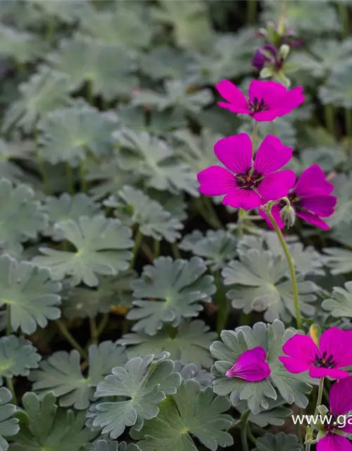 Geranium cinereum 'Jolly Jewel Red'