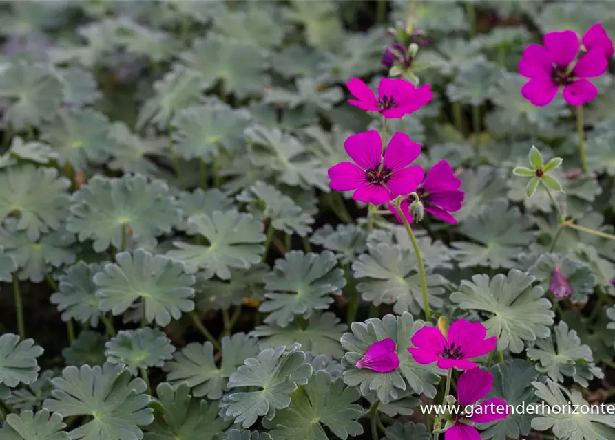 Geranium cinereum 'Jolly Jewel Red'