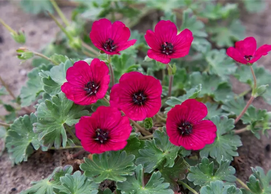 Geranium cinereum 'Jolly Jewel Red'