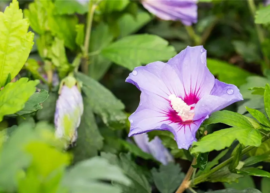 Garteneibisch 'Marina'