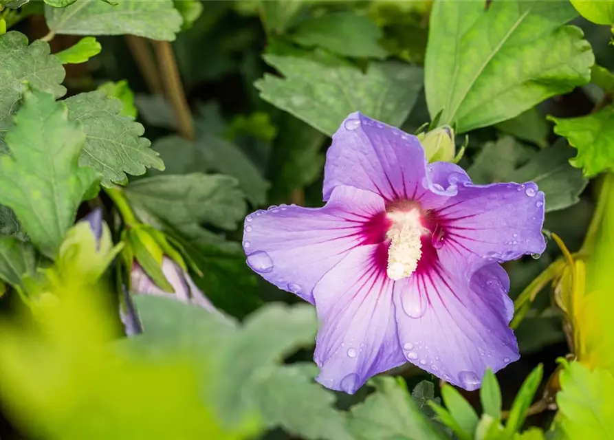 Garteneibisch 'Marina'