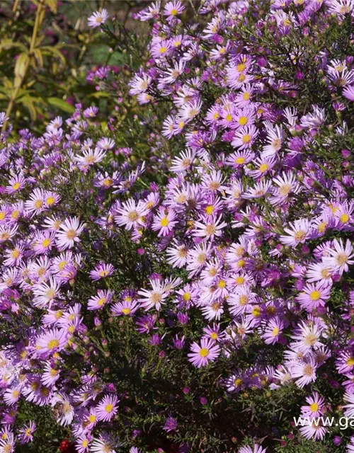 Garten-Myrten-Aster 'Pink Star'