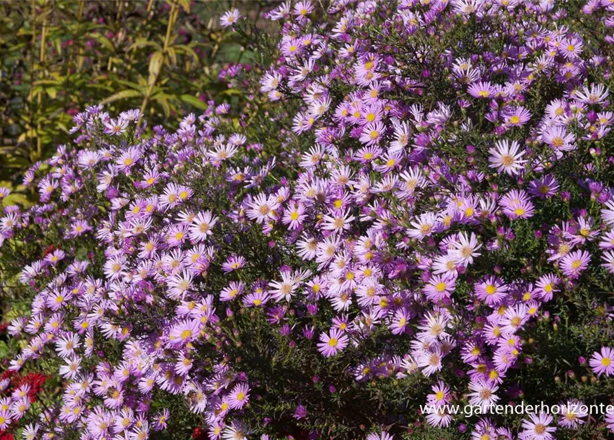 Garten-Myrten-Aster 'Pink Star'