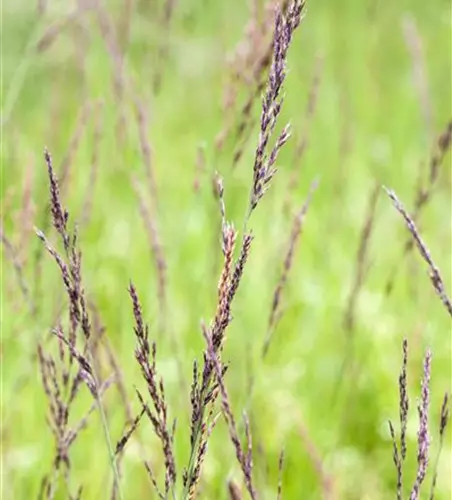 Garten-Pfeifengras