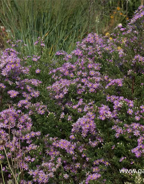 Garten-Myrten-Aster 'Pink Star'