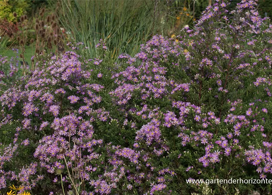 Garten-Myrten-Aster 'Pink Star'