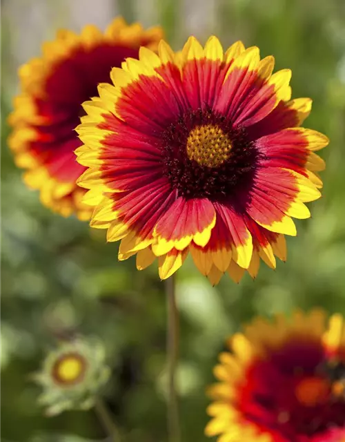 Großblumige Garten-Kokardenblume 'Kobold'