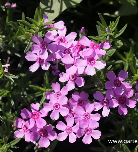 Garten-Teppich-Flammenblume 'Zwergenteppich'