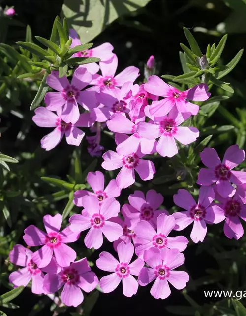 Garten-Teppich-Flammenblume 'Zwergenteppich'