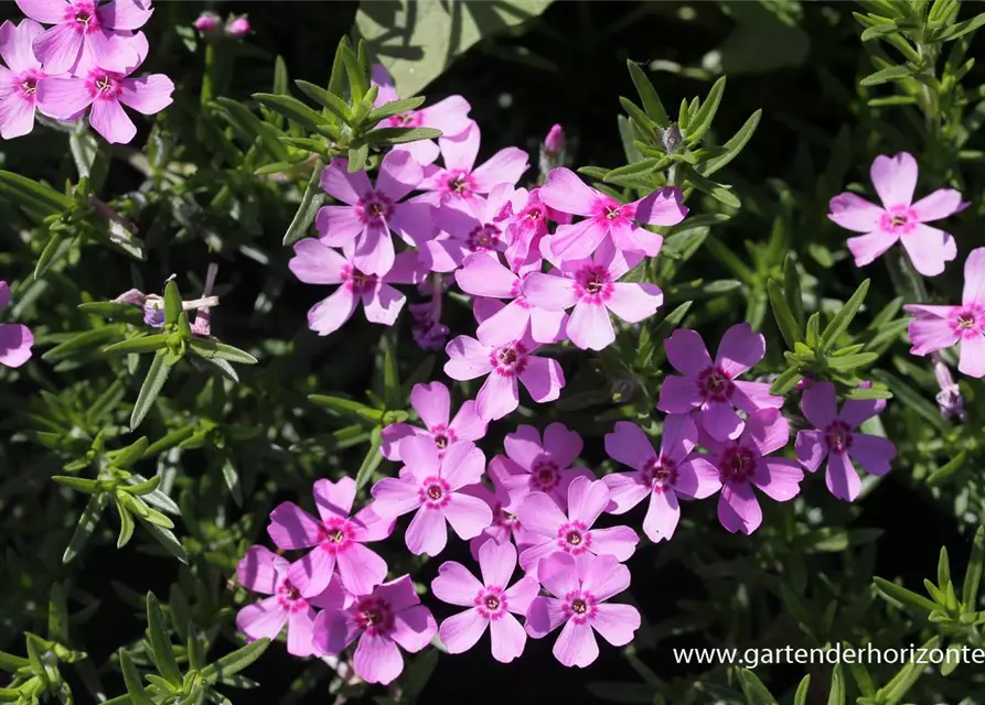 Garten-Teppich-Flammenblume 'Zwergenteppich'