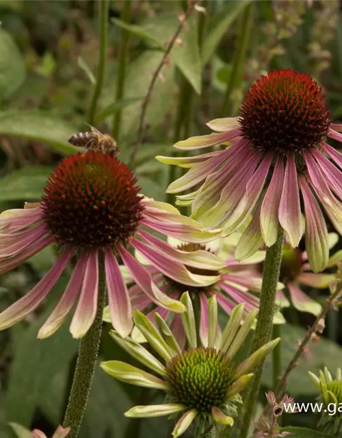 Garten-Scheinsonnenhut 'Green Envy'®