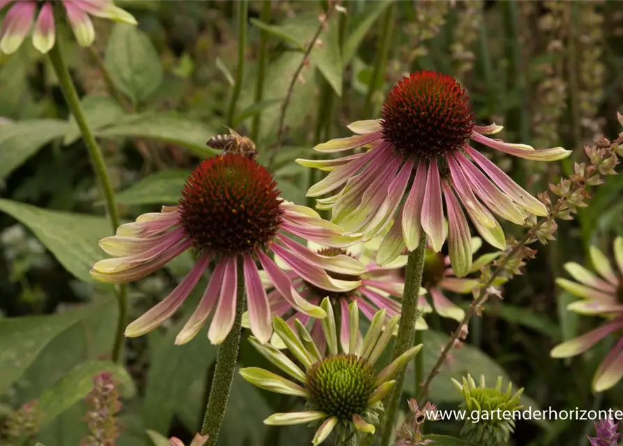 Garten-Scheinsonnenhut 'Green Envy'®