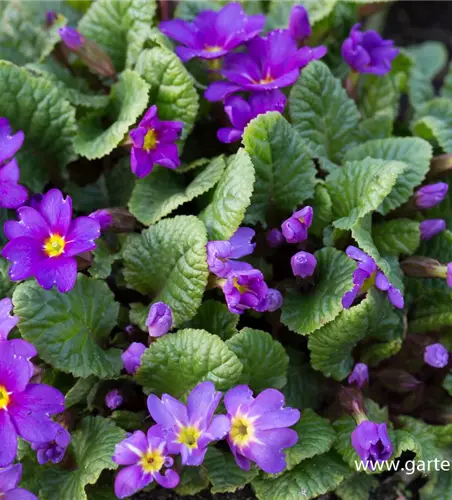 Garten-Kissen-Schlüsselblume 'Ostergruß'