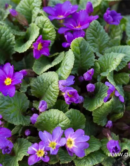 Garten-Kissen-Schlüsselblume 'Ostergruß'