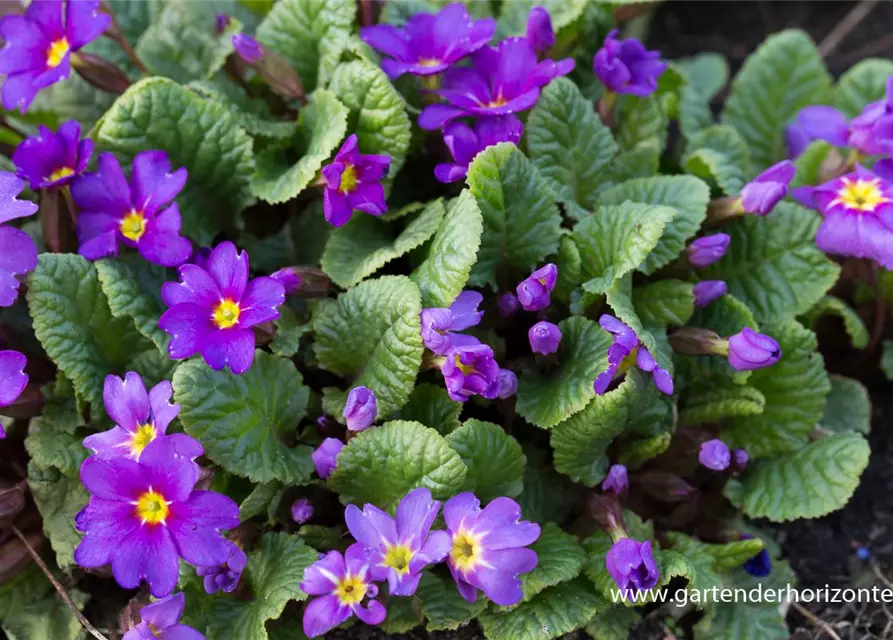 Garten-Kissen-Schlüsselblume 'Ostergruß'