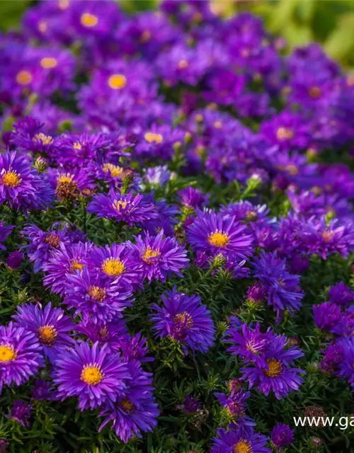 Garten-Kissen-Aster 'Augenweide'