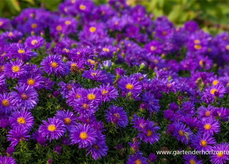 Garten-Kissen-Aster 'Augenweide'