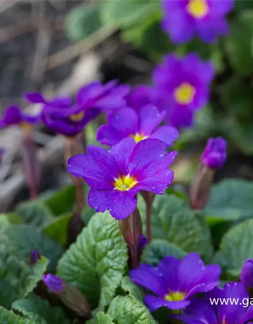 Garten-Kissen-Schlüsselblume 'Ostergruß'