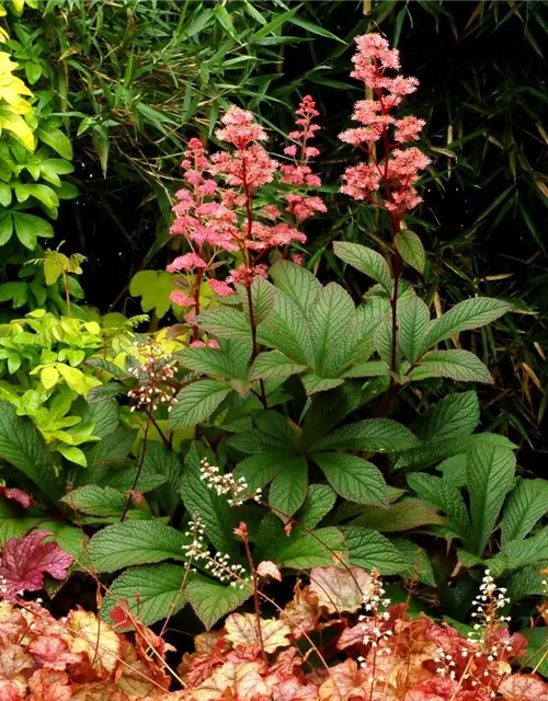 Garten-Schaublatt 'Bronze Peacock'