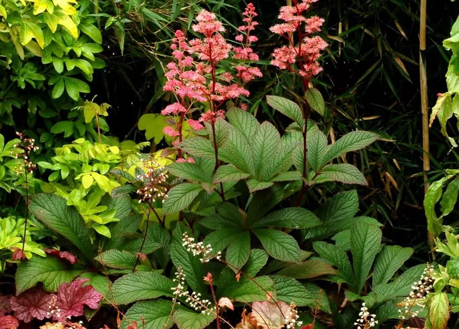 Garten-Schaublatt 'Bronze Peacock'