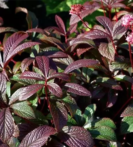 Garten-Schaublatt 'Bronze Peacock'