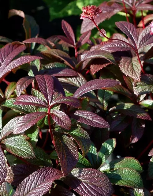 Garten-Schaublatt 'Bronze Peacock'