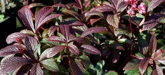 Garten-Schaublatt 'Bronze Peacock'