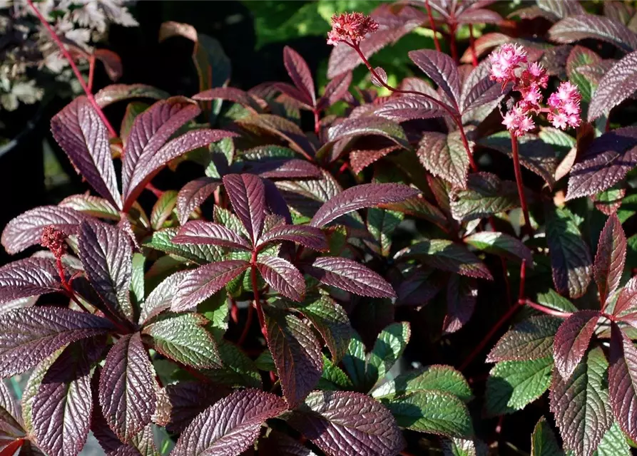 Garten-Schaublatt 'Bronze Peacock'