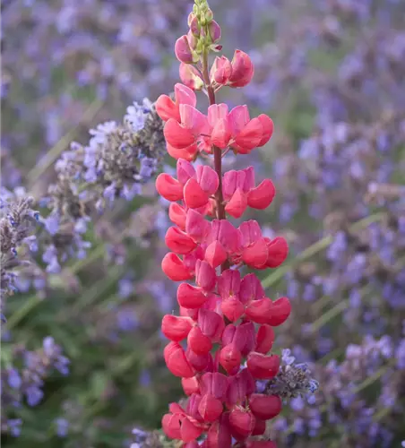 Garten-Lupine 'Red Rum'®