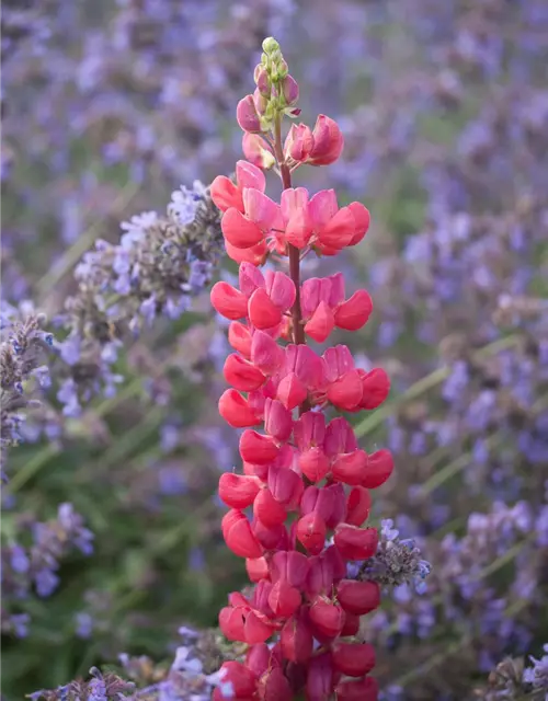 Garten-Lupine 'Red Rum'®